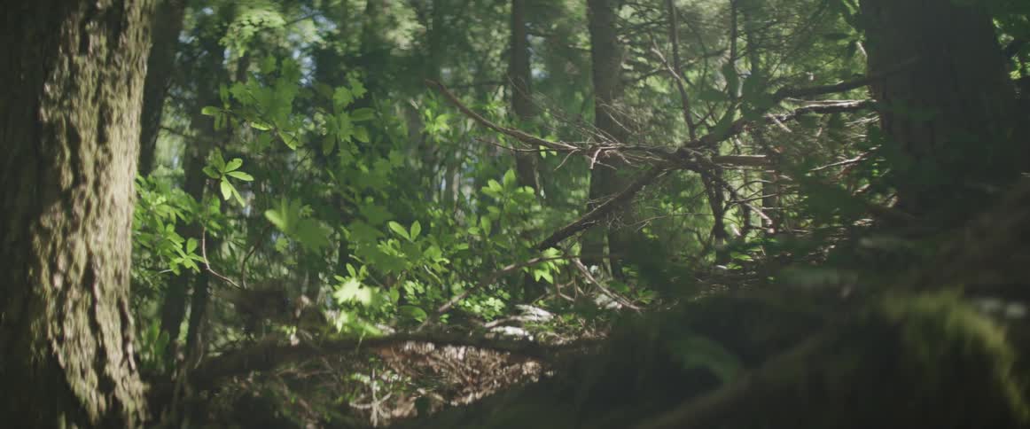 Shadows moving amongst the branches in a forest