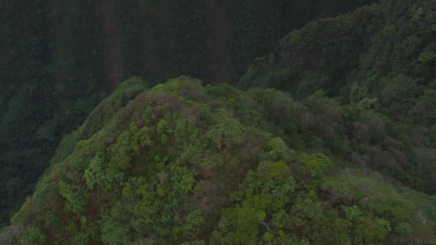 Aerial view of tree covered hills