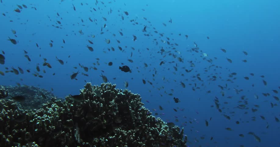 A large school of fish swimming around a reef underwater