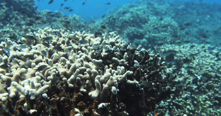 Fish feeding on coral