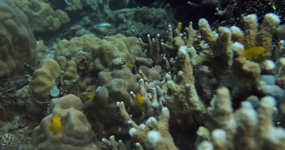 Sea life underwater
