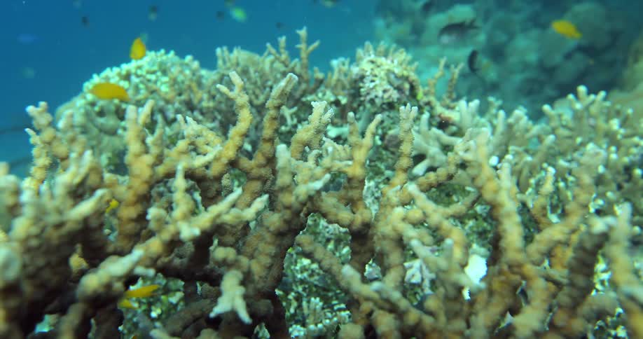 Small fish swim around underwater
