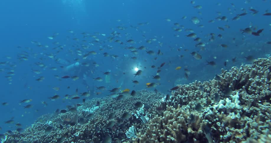 Sea life underwater