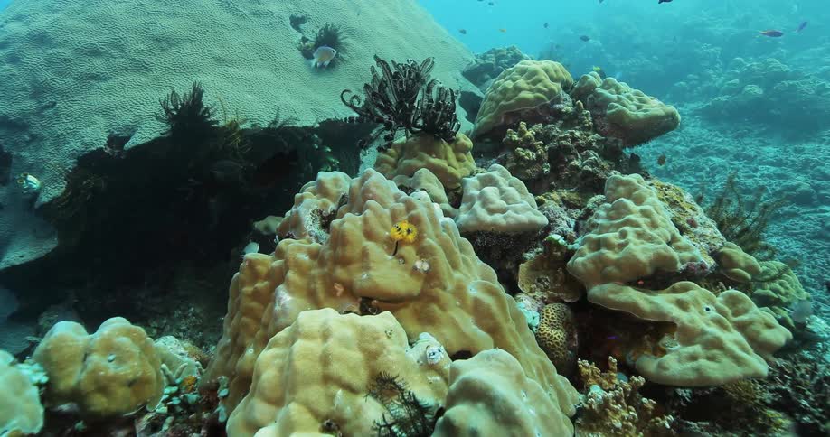 Sea life underwater