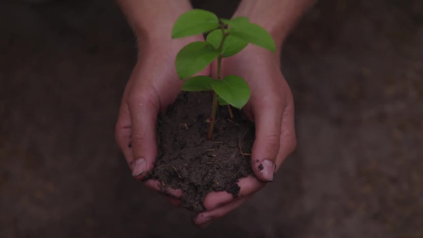 Person cups seedling in their hands