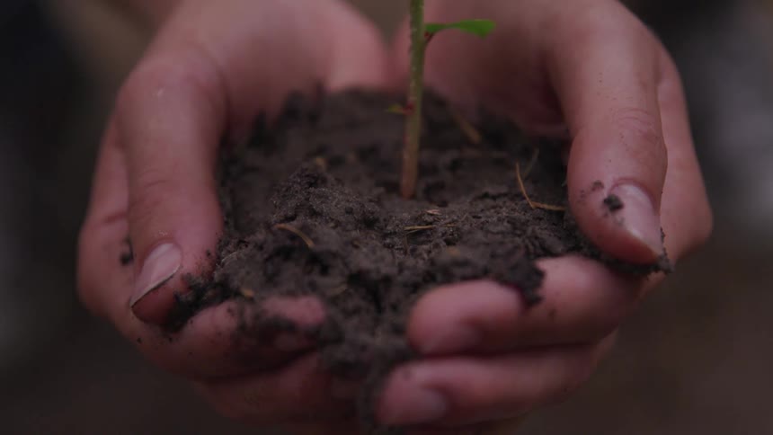 A hand grabbing a plant and soil