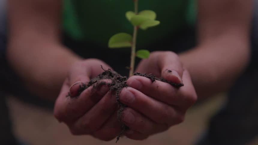 A person is holding a plant and dirt