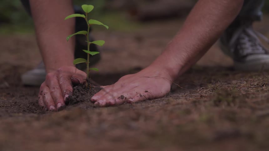 A hand planting a plant in the ground