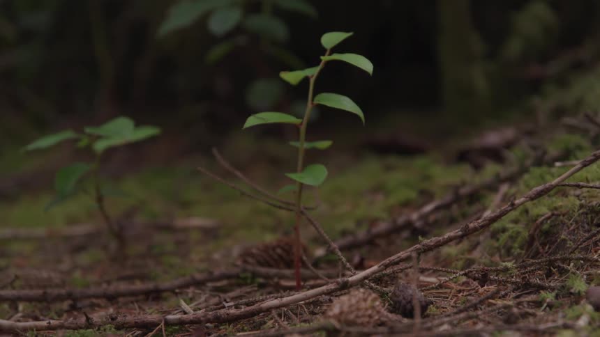 Sticks and weeds sit on the ground