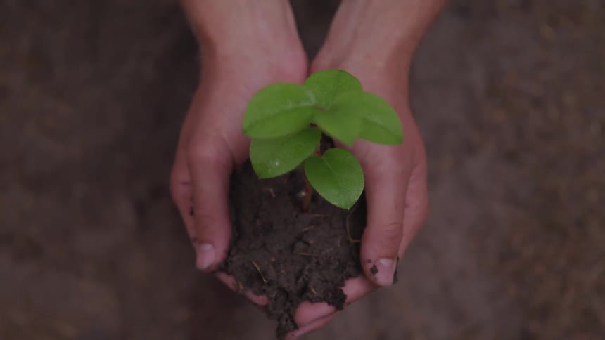 Hands hold a growing plant rooted in dirt