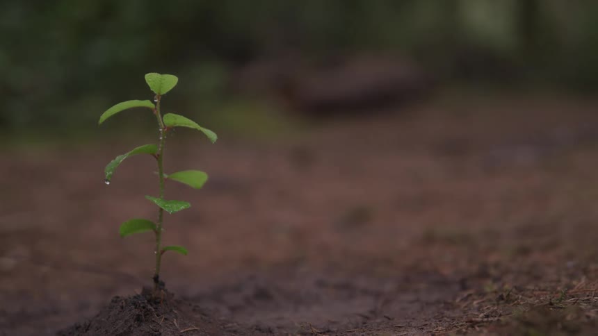 A single plant in the ground