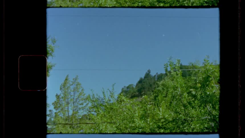 Tree tops stand against a clear blue sky