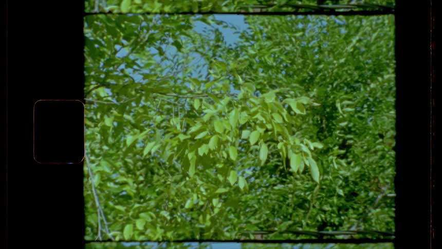 Film footage of leaves