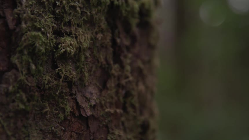 Moss and rough bark on the side of a tree trunk
