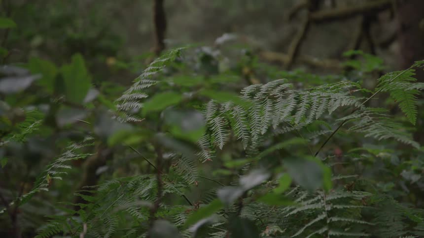 A scenery of vegetation in the forest
