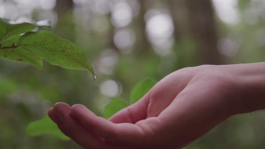 A cupped hand catches a droplet of water as it falls off of a leaf