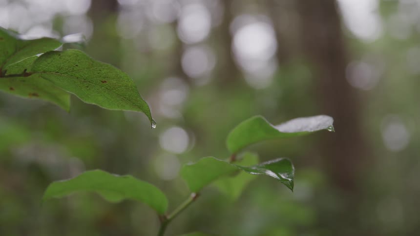 The leaves are dripping rain water