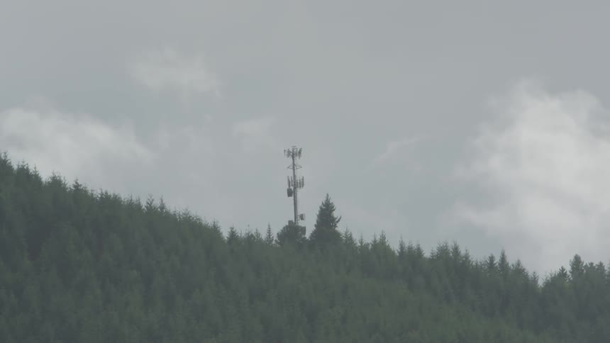 A scenery of a fir forest on a cloudy day