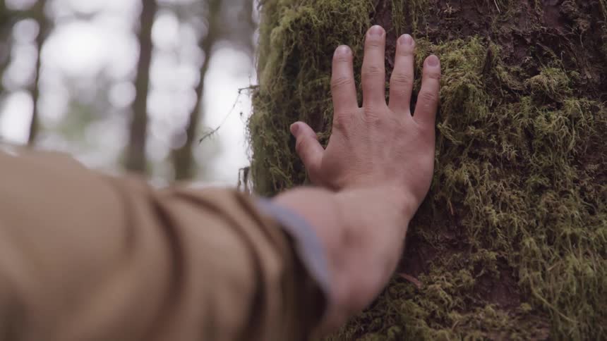 Man hand rubbing a tree trunk