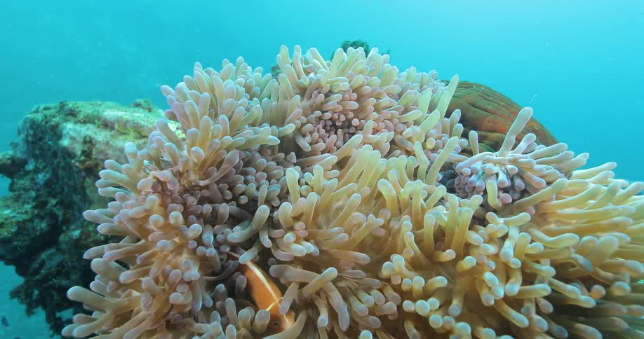A fish swimming through a sea plant