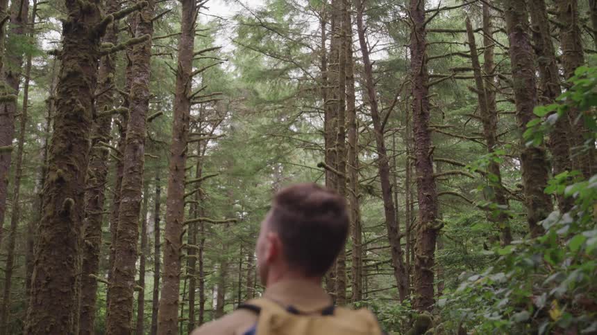Man wearing a backpack walks along the forest track and looks up in the sky in the woods