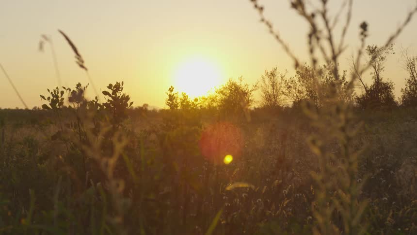 The sun over a field
