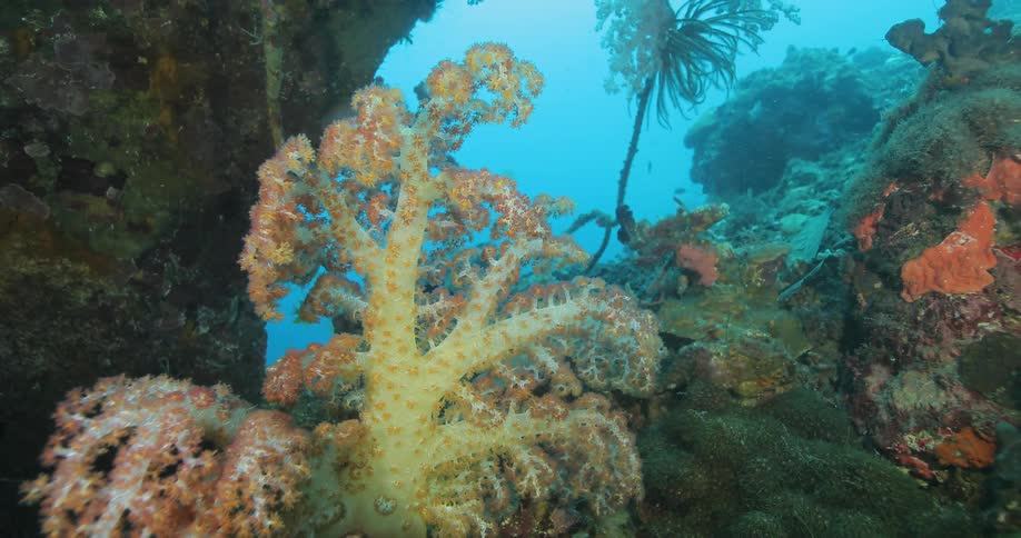 Coral grows on an ocean bed