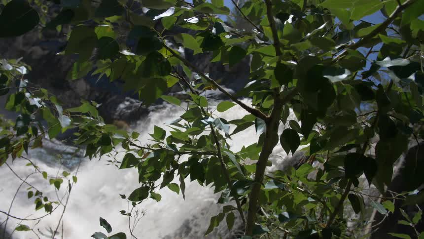A waterfall is seen between branches on a tree