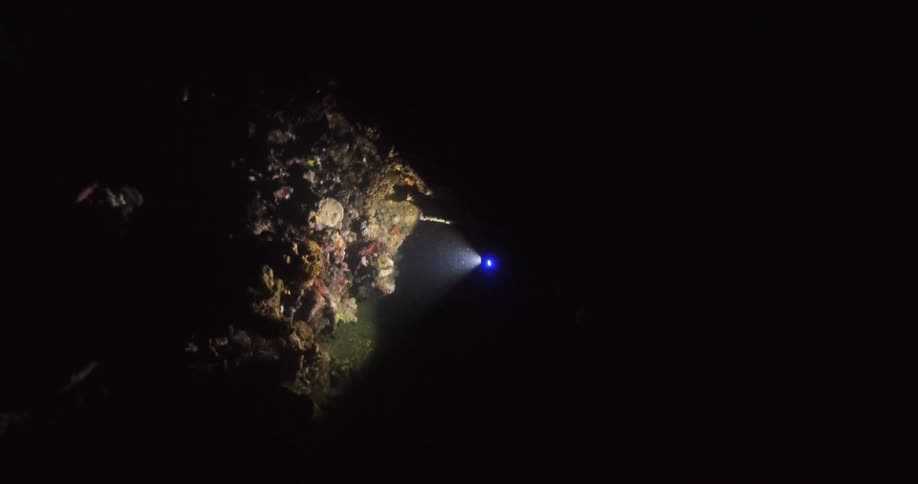 A diver shining light on a reef