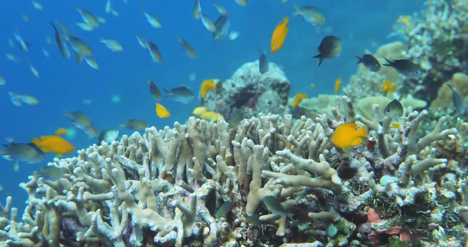 Fish feeding on coral