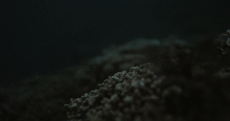 Coral underwater