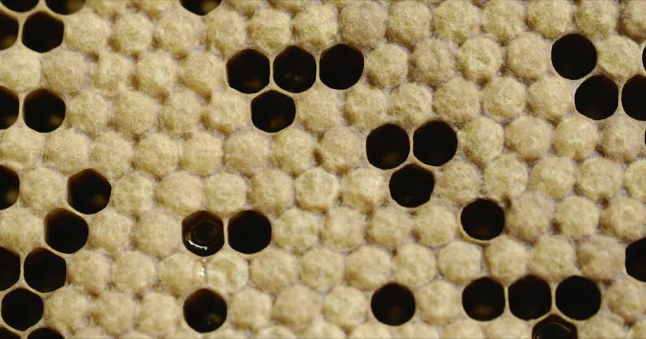 A beehive with honey deposits and holes