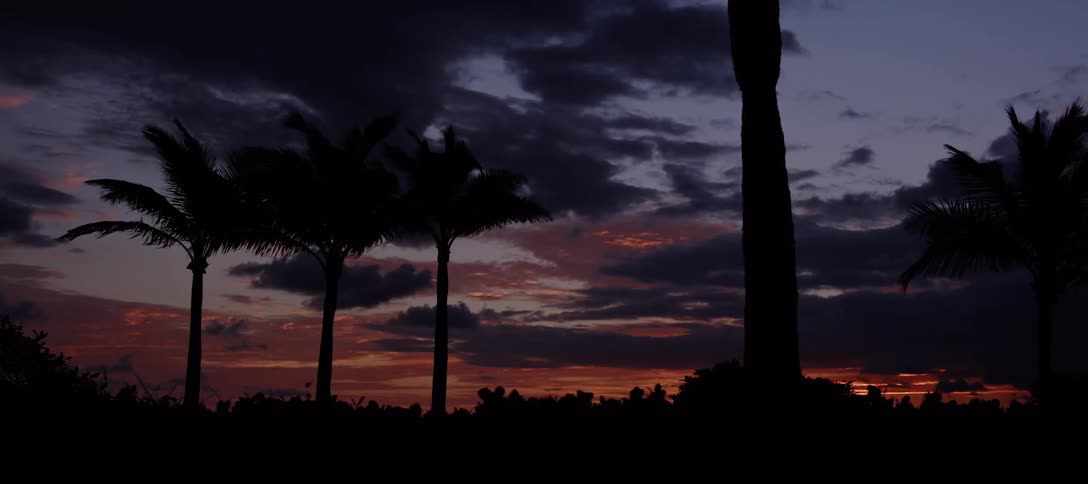 The silhouette of palm tree fronds blowing in the wind at sunset