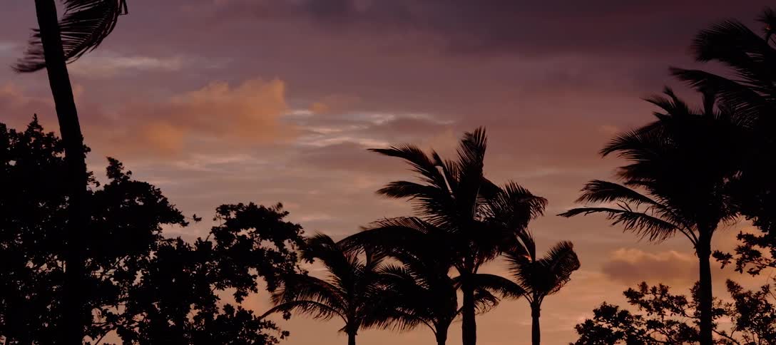Trees flex in the wind against slightly orange cloudy sky