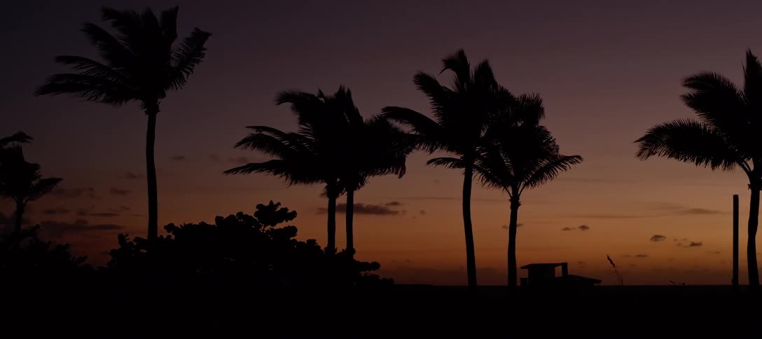 Palm trees in the wind at dusk