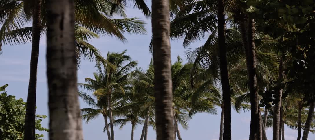 A row of palm trees swaying in the wind