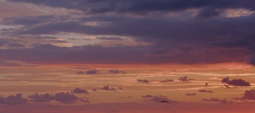Bird fly across a cloudy sunset sky
