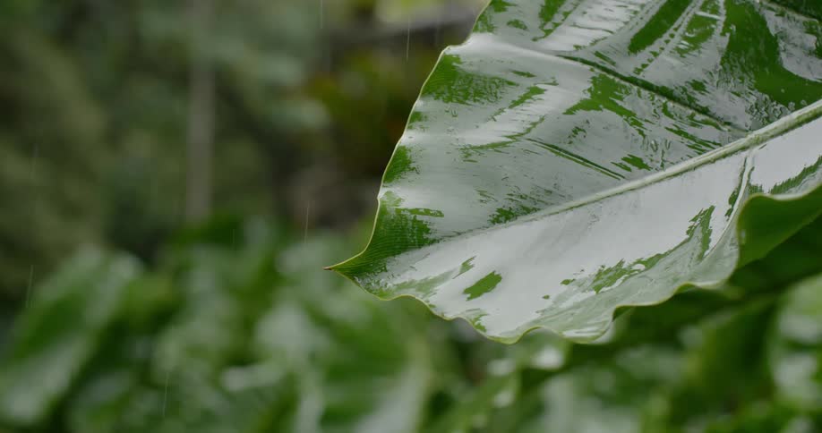 Water drips off of a leaf