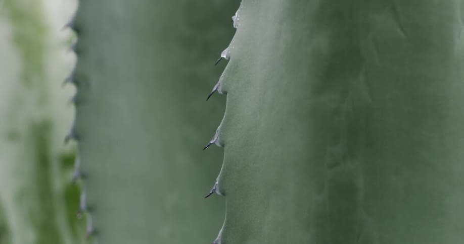 A closeup of a cactus plant gives a clear view of its small sharp spines