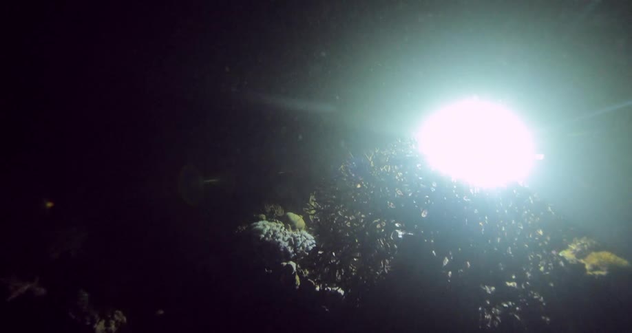 A flashlight shines through the dark ocean