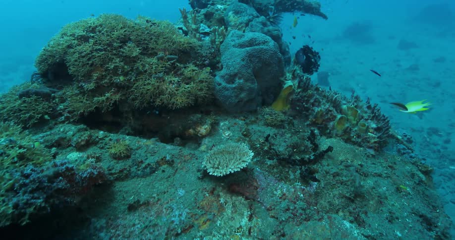 Fish swimming around a reef