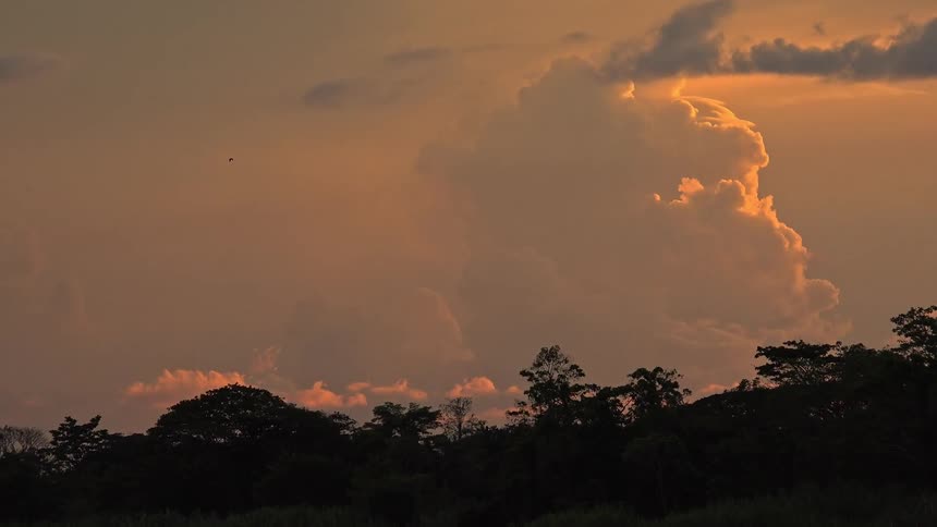 Gold clouds over a forest at sunset
