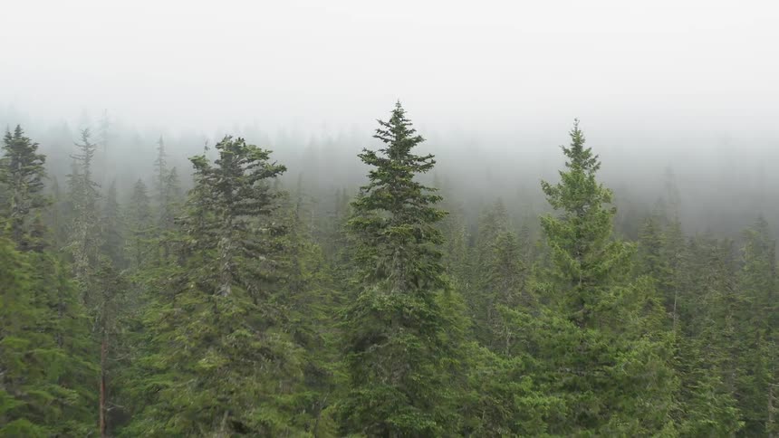 Passing over the tree tops of a forest into fog