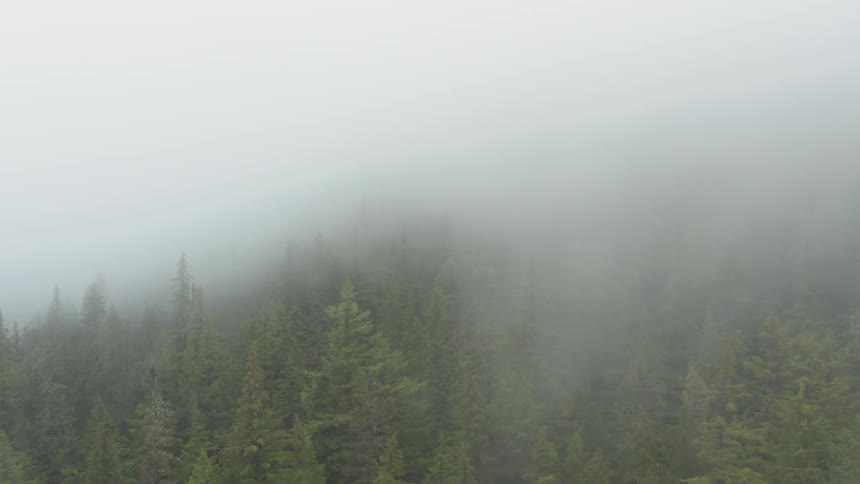 Aerial view early morning fog rolling over pine forest