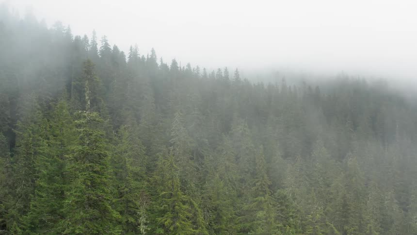 Aerial shot of a forest covered in fog