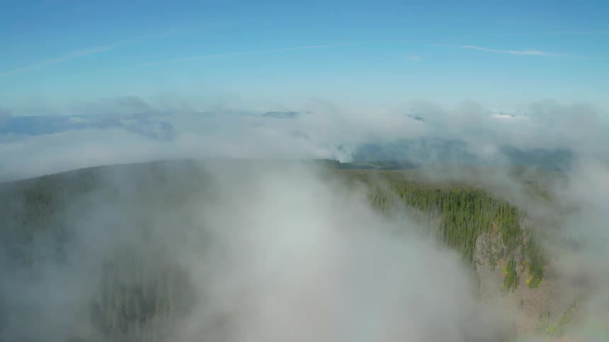 Aerial view early morning fog over a pine tree forest