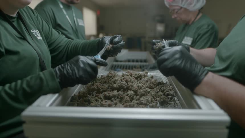 Workers hand trimming cannabis buds from a large tray