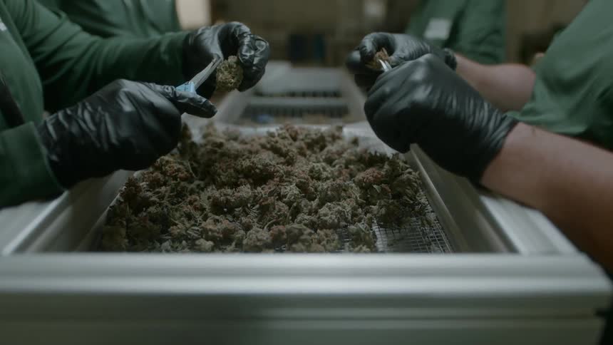 Factory workers clip cannabis