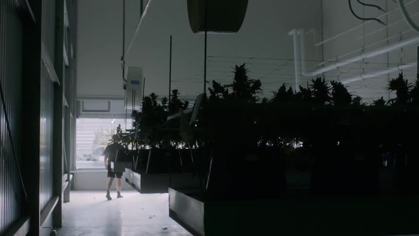 Marijuana plants grow inside a large facility