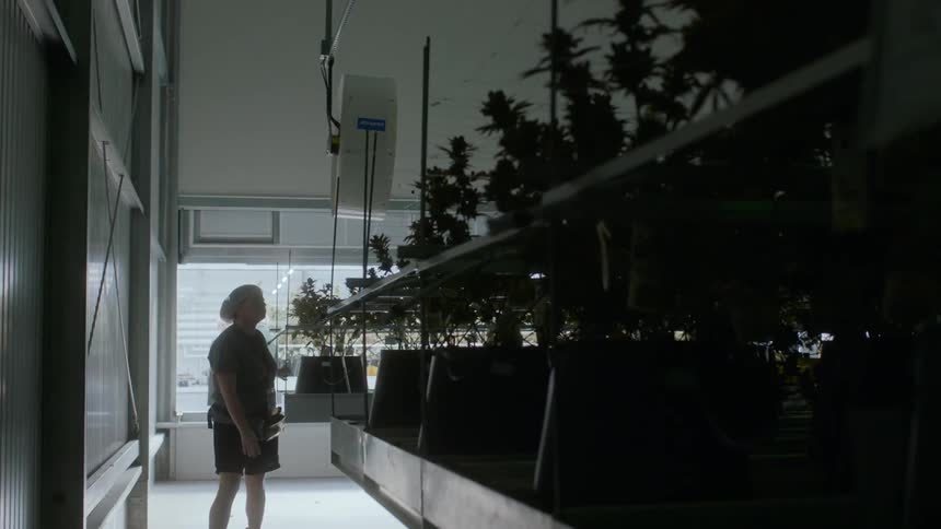 Worker checks plants in greenhouse